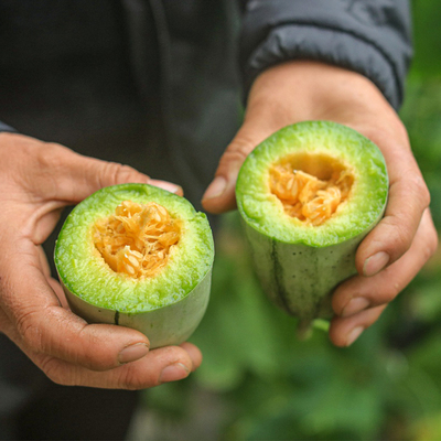 【顺丰】寻味山河山东小情瓜薄皮甜瓜博洋72酥脆多汁新鲜采摘水果