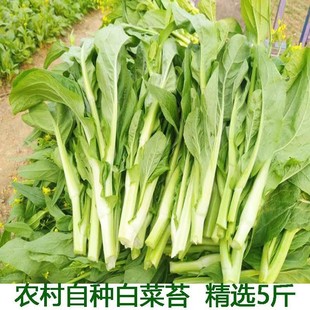 湖北农家新鲜白菜薹白菜苔绿菜苔心蔬菜现摘现发菜心菜花带叶青菜