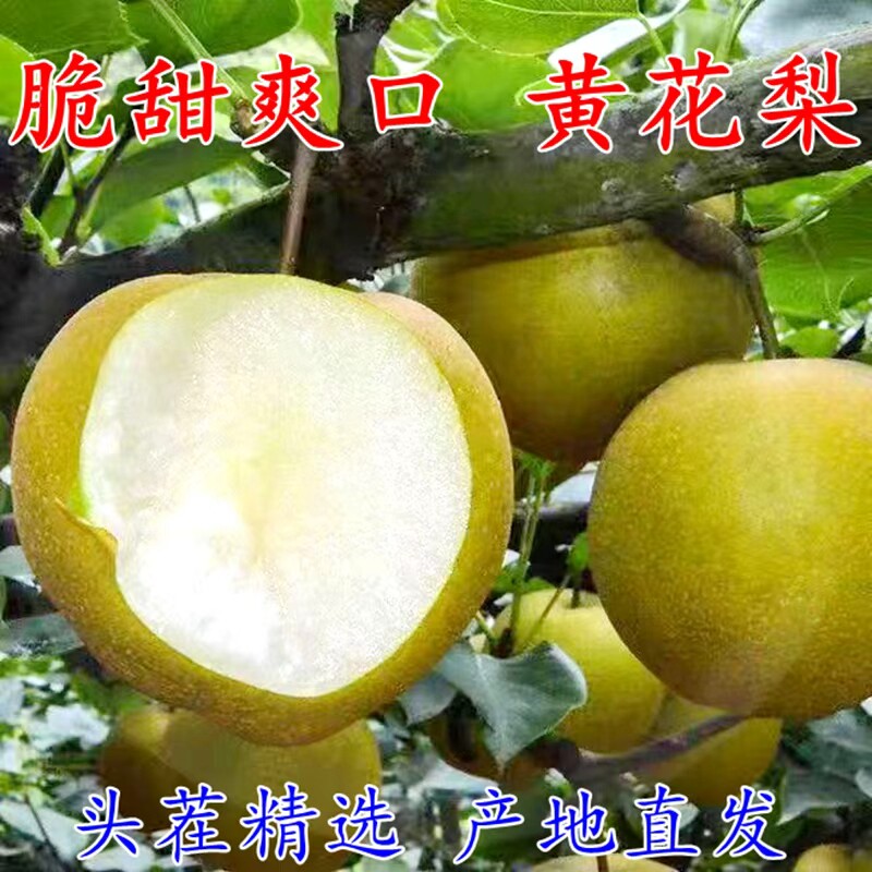 湖北正宗薄皮黄花梨新鲜当季孕妇水果梨子多汁脆甜翠冠沙梨