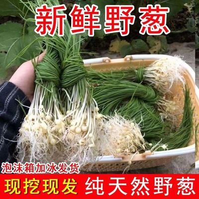 露天野韭菜湖北新鲜小根野蒜大脑瓜野生胡葱薤白野葱香葱蔬菜现挖