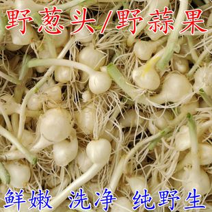 现挖野葱头野蒜果露天野生小根蒜头新鲜野菜蔬菜山蒜薤白大脑瓜孑