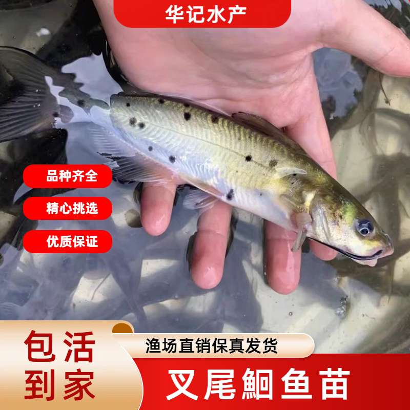斑点叉尾鮰鱼苗 花鲢草鱼江团鱼鱼