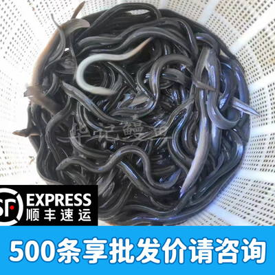 鱼苗白鳗代理淡水养殖