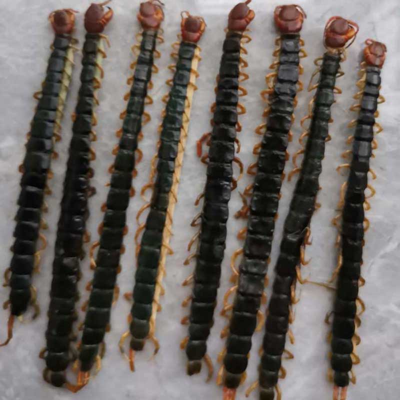 正宗湖北红头蜈蚣干货正品中药材特产千足虫原药性纯天然生长无硫