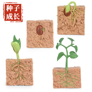 仿真动物植物生长过程模型种子实心大豆成长周期早教儿童科教玩具