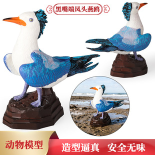 实心动物模型仿真黑嘴端凤头燕鸥鸟类鹦鹉孔雀摆件儿童认知玩具