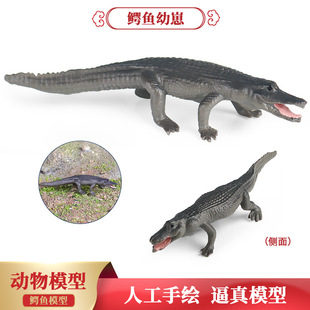 仿真实心小鳄鱼幼崽模型尼罗鳄帝鳄扬子鳄野猪鳄儿童认知玩具摆件