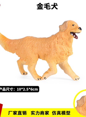 儿童仿真实心动物玩具动物模型金毛寻回犬猎犬宠物狗认知家居摆件