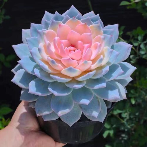 多肉植物彩色粉蓝鸟室内好养不褪色绿植花卉盆栽阳台防辐射