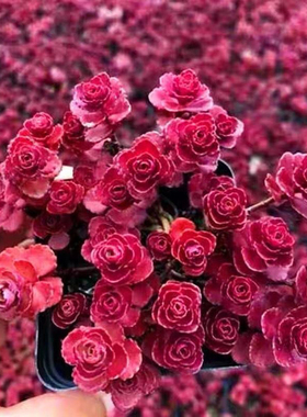 红色小球玫瑰盆栽花多头长藤老桩室内办公室多肉净化空气好帮手