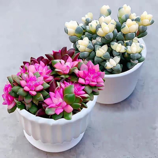 鹿角海棠吹雪之松锦多肉植物绿植花卉盆栽新手好养植物吉祥如意