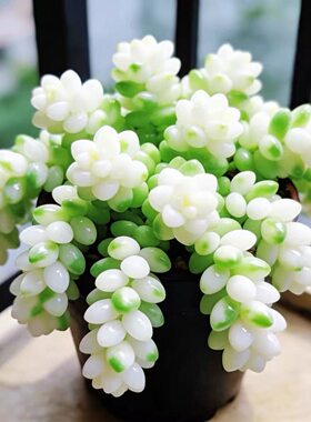 奶油白玉锦多肉植物玉缀盆栽多头组合绿植室内好养水晶稀有品种