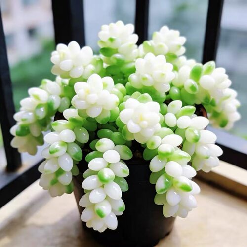 奶油白玉锦多肉植物玉缀盆栽多头组合绿植室内好养水晶稀有品种