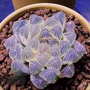 新品白娘子露组合白斑冰灯高颜值多肉植物室内办公室盆栽好养