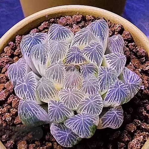 新品白娘子露组合白斑冰灯高颜值多肉植物室内办公室盆栽好养