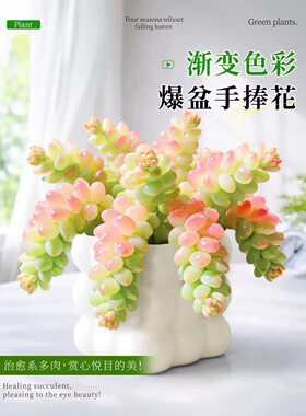 糖果新玉坠缀老桩多肉植物内小盆栽办公室幼儿园水晶好养稀有品种