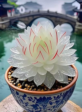 新品白娘子玉露组合多肉植物盆栽新手好养肉肉办公室阳台花卉