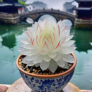 新品白娘子玉露组合多肉植物盆栽新手好养肉肉办公室阳台花卉