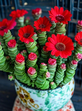 多头红心钱串开花多肉植物阳台办公室桌面招财盆栽净化空气绿植