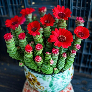 多头红心钱串开花多肉植物阳台办公室桌面招财盆栽净化空气绿植