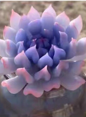 稀有多肉植物盆栽组合套装带盆带土种好发货新手好养肉肉阳台花卉