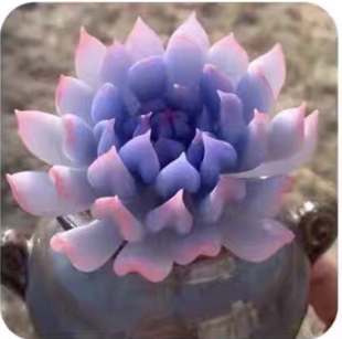 稀有多肉植物盆栽组合套装带盆带土种好发货新手好养肉肉阳台花卉