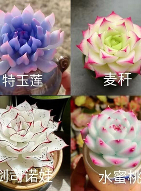 多肉套餐蓝色极光白冰玉女王麦秆水蜜桃侧影净化空气室内桌面盆栽