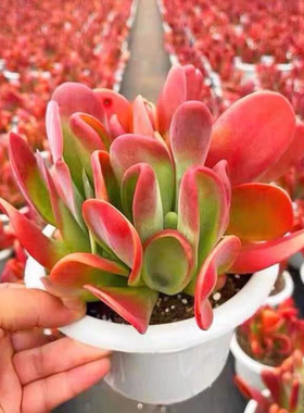 火狐狸多肉老桩超萌肉肉红色狐狸名贵花兔耳朵阳台办公室室内趣味