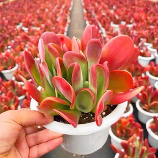 火狐狸多肉老桩超萌肉肉红色狐狸名贵花兔耳朵阳台办公室室内趣味