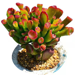 吸财树多头群生多肉植物盆栽新手好养肉肉植物办公室创意花卉绿植