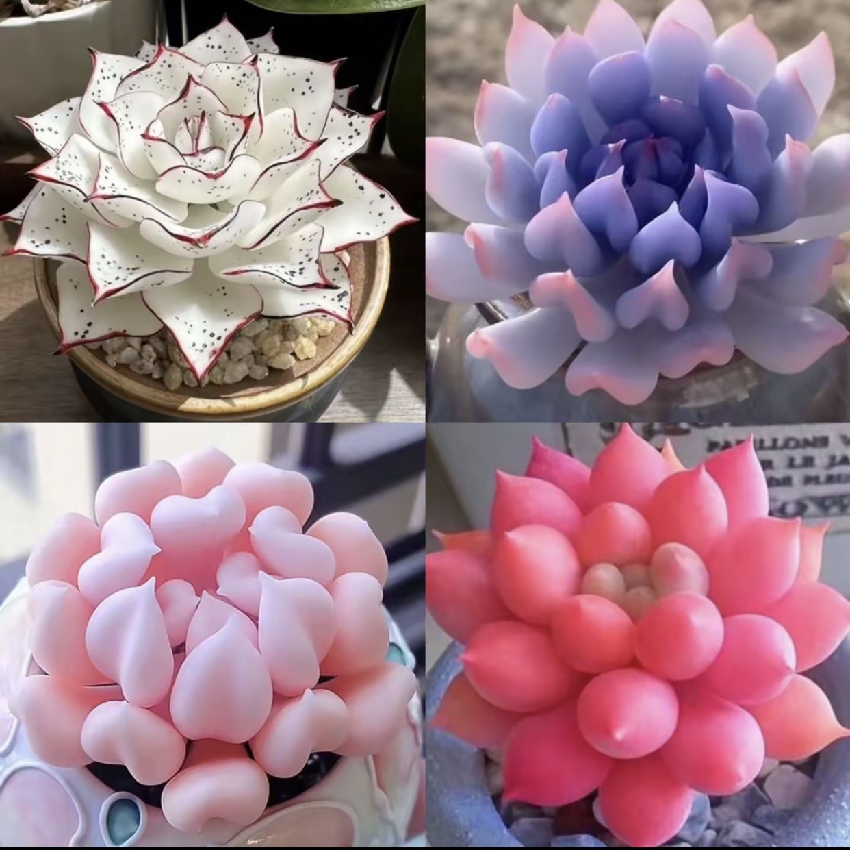 多肉套餐特玉莲女王麦秆剑司诺娃水蜜桃侧影净化空气室内桌面盆栽