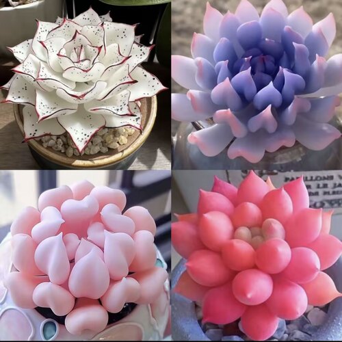 多肉套餐特玉莲女王麦秆剑司诺娃水蜜桃侧影净化空气室内桌面盆栽