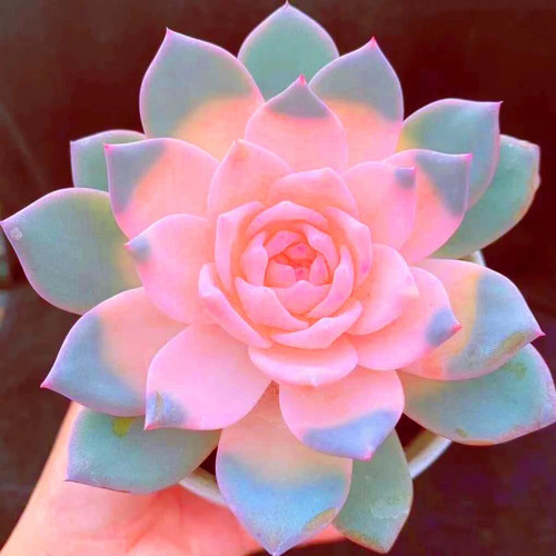 多肉植物彩色粉蓝鸟室内好养不褪色绿植花卉盆栽阳台防辐射