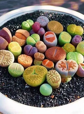 多肉植物生石花组合拼盘新手套装屁股花PP花石头花石生花肉肉