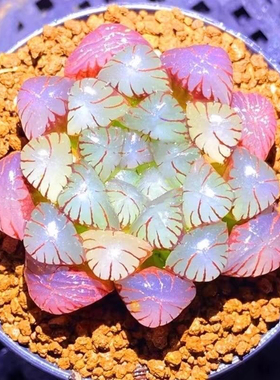 蛇年新品白娘子红玉露组合冰灯高颜值多肉植物室内办公室盆栽好养