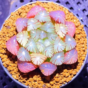 蛇年新品白娘子红玉露组合冰灯高颜值多肉植物室内办公室盆栽好养