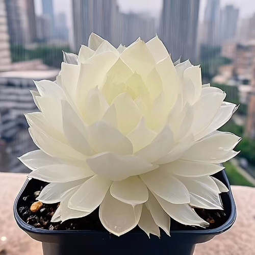 新品白娘子玉露组合多肉植物盆栽新手好养肉肉办公室阳台花卉