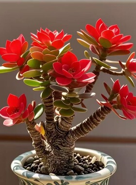 浓香型金钱串玉树姬红花月招财猫耐旱花卉绿植客厅阳台室盆