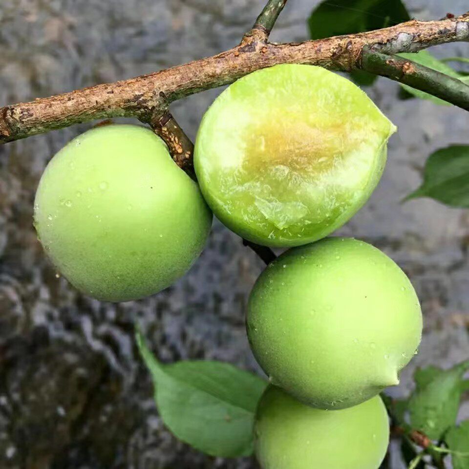 新鲜青梅青竹梅子泡酒酵素野生青梅果酸梅子陆河特产客家青梅梅子