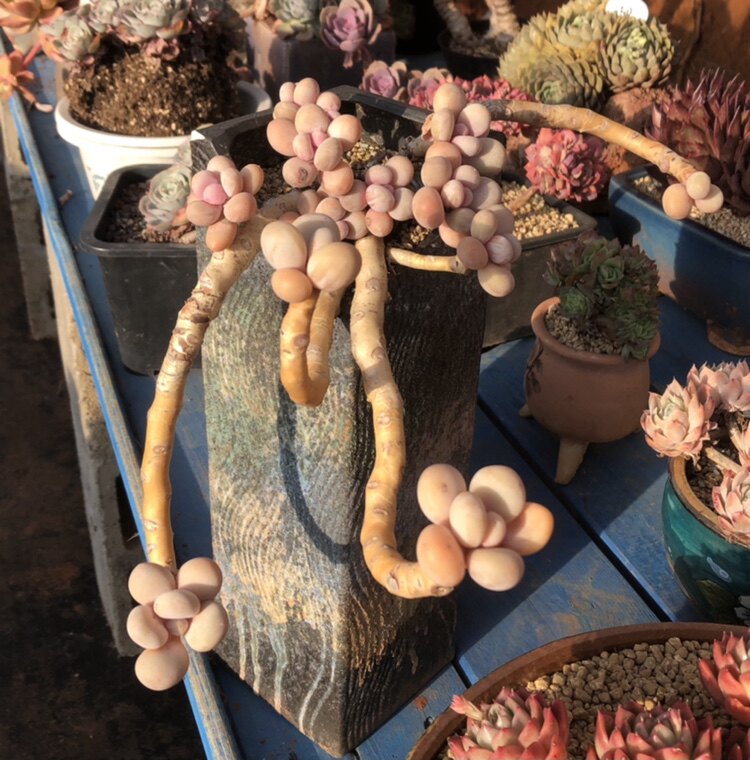 多肉植物 象牙奶酪 迷你三头小桩 原始奶酪 多头老桩 一物一拍