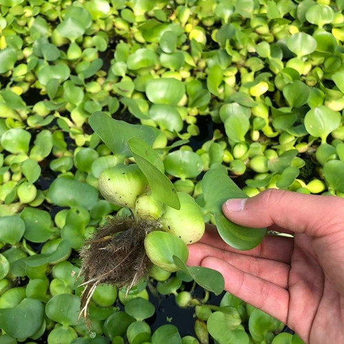 水葫芦水草浮萍鱼缸乌龟虾鱼池塘净化水质造景养鱼水生植物水芙蓉