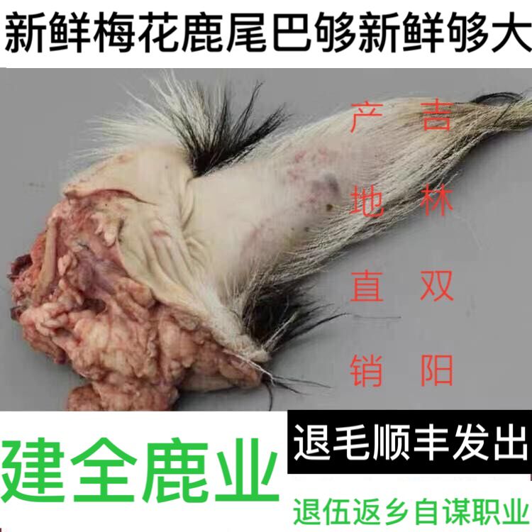 吉林梅花鹿 鲜鹿尾新鲜鹿尾巴鹿场直销保真滋补煲汤泡酒正品包邮