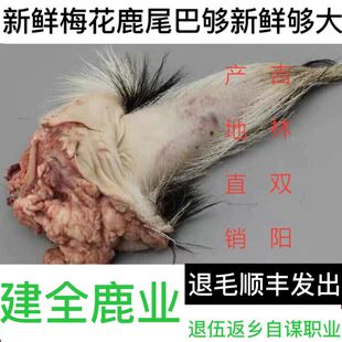 吉林梅花鹿 鲜鹿尾新鲜鹿尾巴鹿场直销保真滋补煲汤泡酒正品包邮