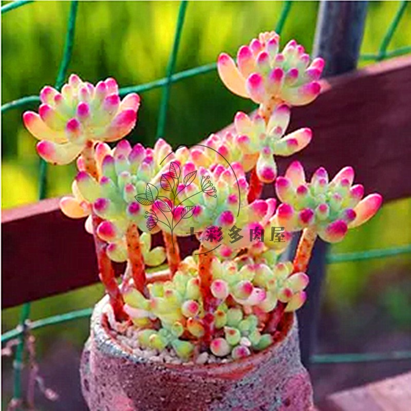 多肉植物粉色果冻乙女心 颜值品相颜色非常好云南基地直发盆