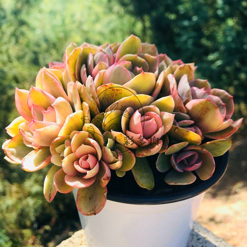 秀妍锦群生 多肉植物整群无砍非常漂亮花卉盆栽精品