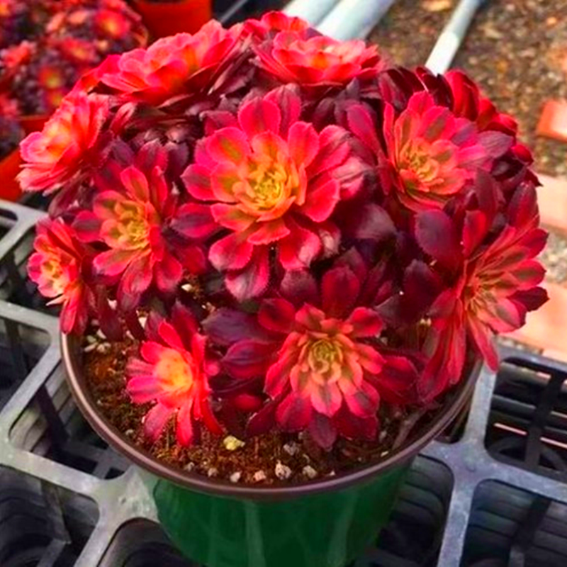 多肉植物红覆轮小老桩 精品法师三仙庭院阳台吸甲醛防辐射盆栽