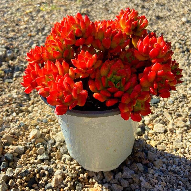 红灯笼多头群生 多肉植物状态已出云南露养精品新手好养防辐射