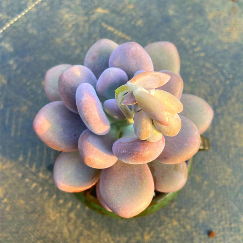 桃美人多肉植物 会开花类型带盆栽好超肥超值款防辐射花卉盆栽