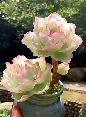 伯克利锦 多肉植物稀少贵货美观带盆栽好易养殖净化空气云南基地