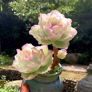 伯克利锦 多肉植物稀少贵货美观带盆栽好易养殖净化空气云南基地